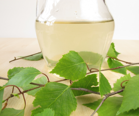 BRZOZA- czy wiesz jak przygotować odwar z brzozy? Leksykon ziół