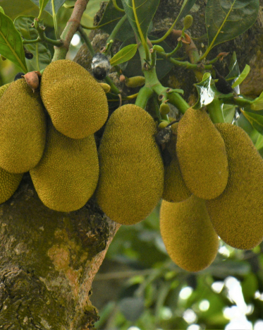 CHLEBOWIEC (jackfruit) – niezwykły owoc tropików, który zmienia oblicze kuchni roślinnej