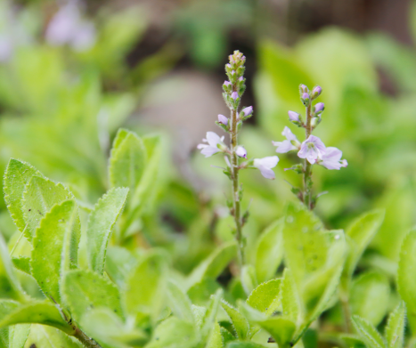 PRZETACZNIK leśny (lekarski) – działanie, właściwości, skład. Leksykon ziół