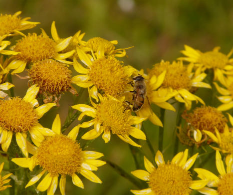 ARNIKA (Arnica montana). Leksykon ziół
