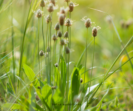 BABKA LANCETOWATA (WĄSKOLISTNA)- co to za roślina i jak jest wykorzystywana w fitoterapii