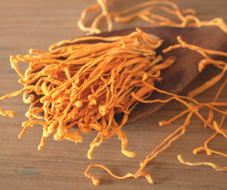 KORDYCEPS (Cordyceps sinensis) – co to za grzyb i co mówią o nim badania naukowe?