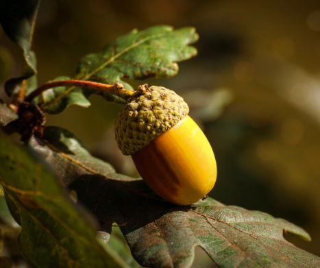 Dąb (Quercus). Leksykon ziół