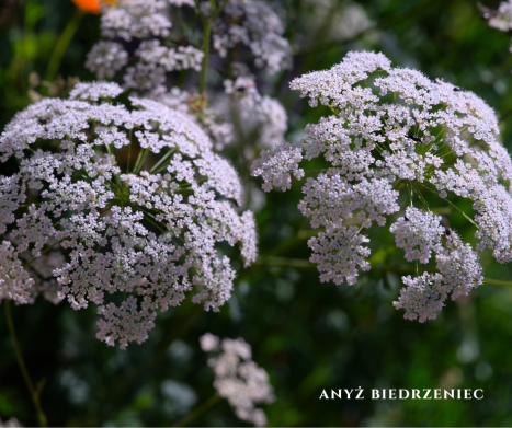 ANYŻ (Pimpinella anisum) i jego zastosowanie w fitoterapii. Leksykon ziół
