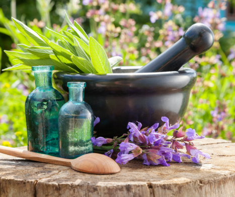 Szałwia -  „matka” wszystkich ziół i roślin leczniczych : Właściwości lecznicze szałwii w świetle najnowszych badań