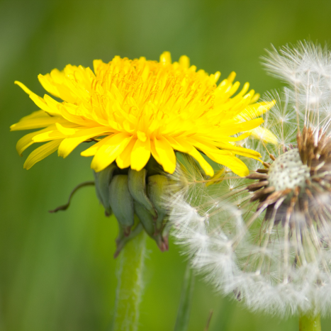 MNISZEK LEKARSKI. Poznaj jego właściwości. Leksykon ziół
