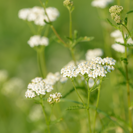 KRWAWNIK- ziołowy sojusznik Twojego zdrowia. Leksykon ziół