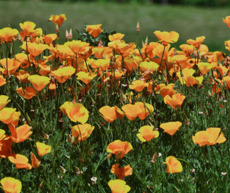 ESZOLCJA KALIFORNIJSKA do apteczki i ogrodu. Leksykon ziół