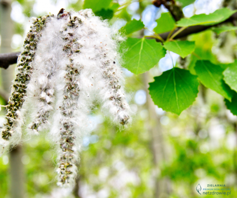 TOPOLA CZARNA (Populus nigra) – właściwości lecznicze, zastosowanie i przepisy