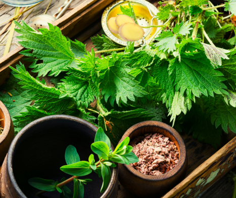 Zioła na alergię - poznaj rośliny mające potencjał antyhistaminowy