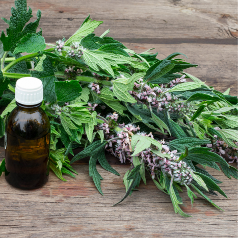 SERDECZNIK (Leonurus cardiaca). Leksykon ziół