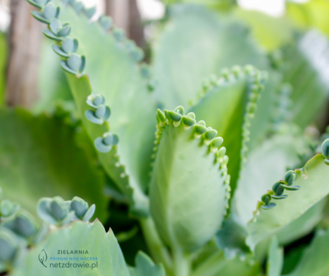 ŻYWORÓDKA PIERZASTA  (Bryophyllum pinnatum/ Kalanchoe pinnata) i jej wykorzystanie w fitoterapii