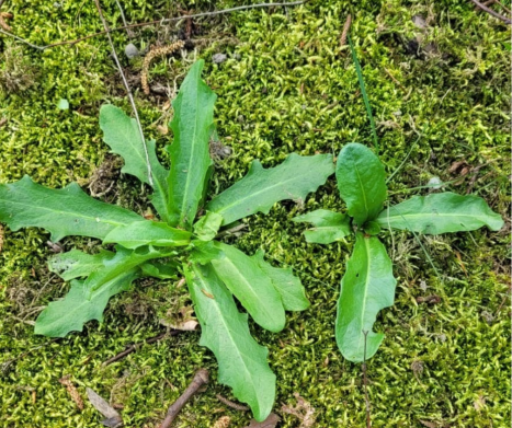 PROSIENICZNIK SZORSTKI (Hypochoeris radicata) . Leksykon ziół