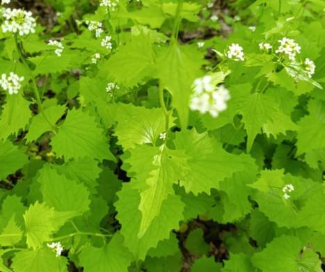 CZOSNACZEK POSPOLITY (Alliaria petiolata) – zapomniane zioło o niezwykłych właściwościach