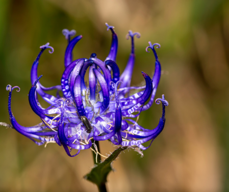 Korzeń hakorośli: remedium na bóle stawów, reumatyzm i nie tylko