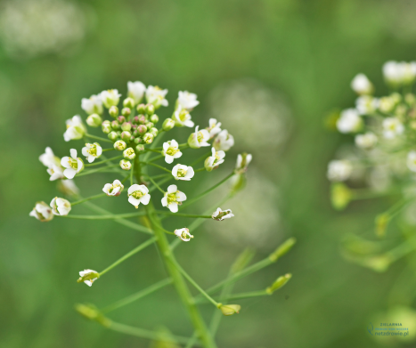TASZNIK POSPOLITY (Capsella bursa-pastoris) – charakterystyka i zastosowanie w fitoterapii. Leksykon ziół