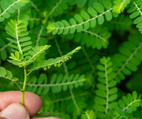 CHANCA PIEDRA- roślina  nazywana "łamaczem kamieni". Dowiedz się dlaczego!