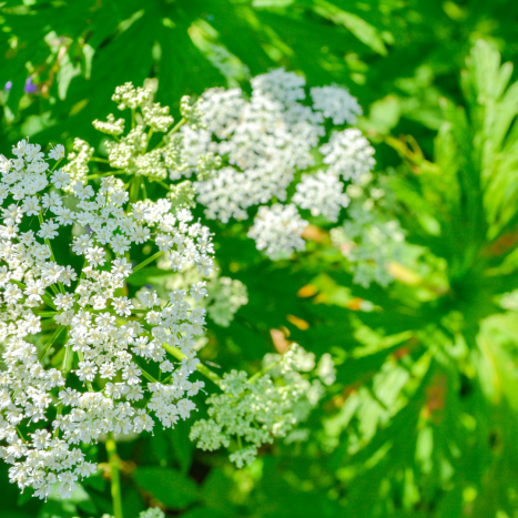 PODAGRYCZNIK pospolity (Aegopodium podagraria L.). Leksykon ziół