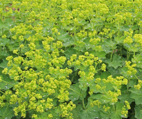 PRZYWROTNIK POSPOLITY (Alchemilla vulgaris) – ziele kobiet i strażnik kobiecego zdrowia. Leksykon ziół