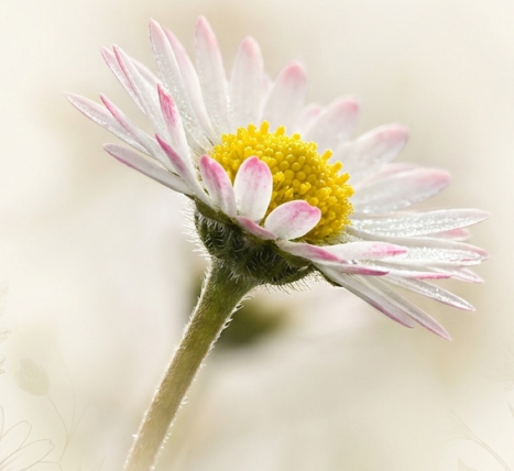 STOKROTKA POSPOLITA  (Bellis perennis) – jak jest wykorzystywana w fitoterapii? Leksykon ziół