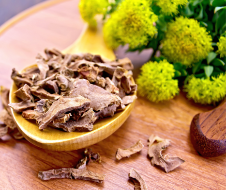 RÓŻENIEC GÓRSKI. Leksykon ziół