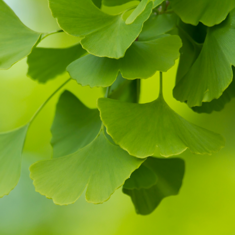 GINKO BILOBA czyli miłorząb dwuklapowy. Leksykon ziół