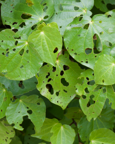 KAWAKAWA (Piper excelsum) – co to za roślina? Leksykon ziół