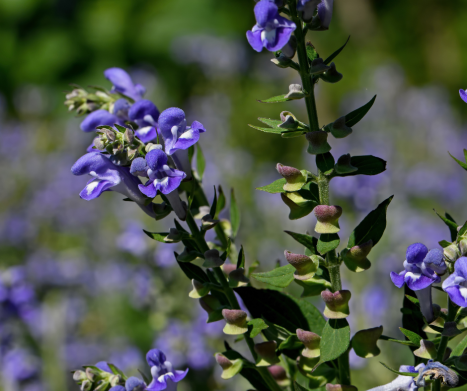 TARCZYCA BAJKALSKA (Scutellaria baicalensis). Leksykon ziół