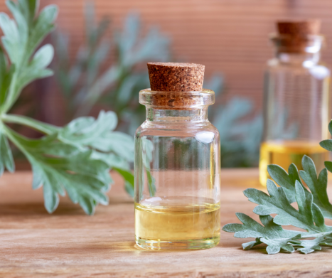 PIOŁUN (Artemisia absinthium). Leksykon ziół