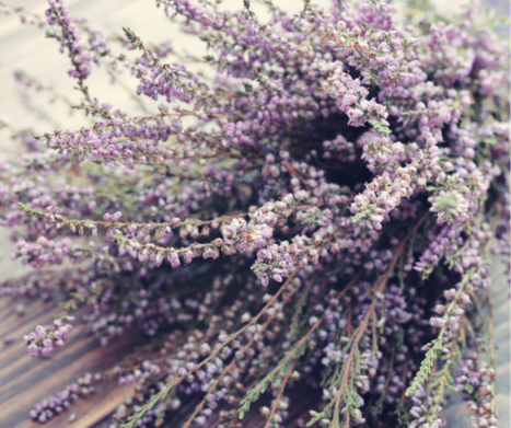 WRZOS ZWYCZAJNY (Calluna vulgaris)  i jego wykorzystanie w fitoterapii. Leksykon ziół