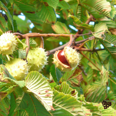 KASZTANOWIEC ZWYCZAJNY  i jego wykorzystanie w fitoterapii. Leksykon ziół