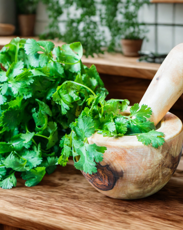 LUBCZYK (Levisticum officinale) – zapomniane zioło o niezwykłym potencjale zdrowotnym i kulinarnym. Leksykon ziół