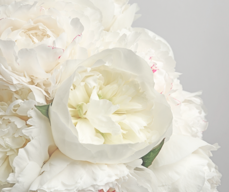 Korzeń piwonii białej (Paeonia lactiflora): Charakterystyka, właściwości i zastosowanie w medycynie naturalnej