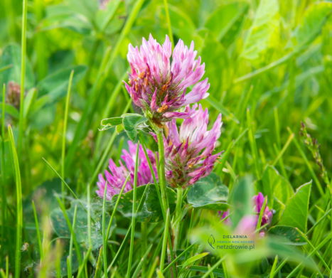 KONICZYNA CZERWONA (Trifolium pratense L.) – właściwości, zastosowanie i bezpieczeństwo