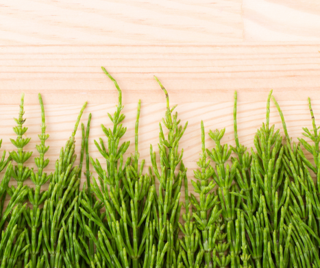 Zdrowie i witalność dzięki SKRZYPOWI POLNEMU! Poznaj jego właściwości lecznicze. Leksykon ziół