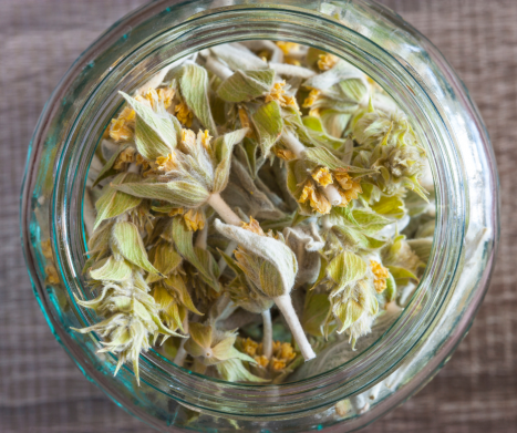 GOJNIK (Sideritis)- zioło dla zdrowia i dobrego samopoczucia. Leksykon ziół