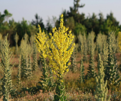 DZIEWANNA- właściwości i zastosowanie. Leksykon ziół