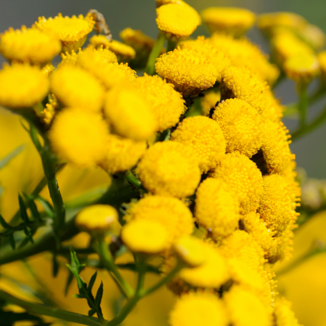 WROTYCZ (Tanacetum vulgare). Leksykon ziół