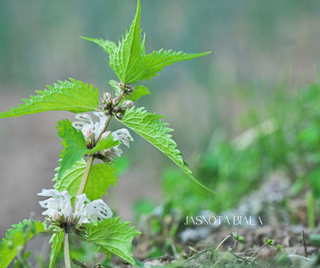 JASNOTA BIAŁA - właściwości, zastosowanie, działanie. Leksykon ziół