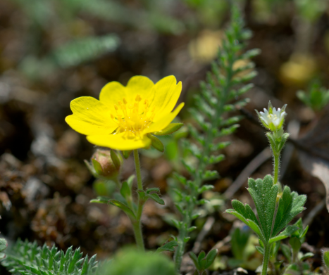 PIĘCORNIK GĘSI. Leksykon ziół