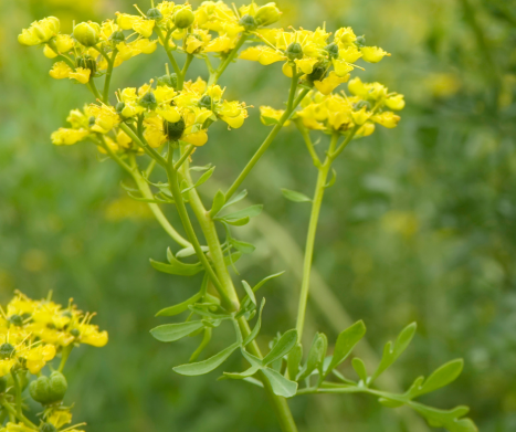 RUTA ZWYCZAJNA. Leksykon ziół