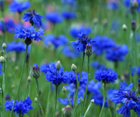 CHABER BŁAWATEK (Centaurea cyanus)- właściwości, działanie, skład. Leksykon ziół
