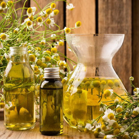 Leksykon ziół- RUMIANEK- małe zioło o wielkich właściwościach leczniczych