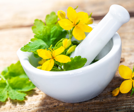 Czy glistnik jaskółcze ziele (Chelidonium majus L.)  to "dar niebios"? Leksykon ziół