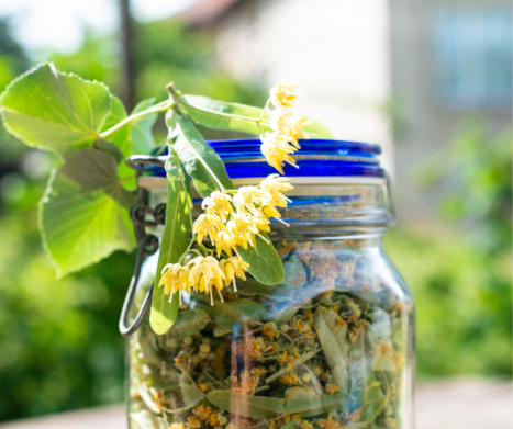 KWIAT LIPY - na co pomoże? Leksykon ziół