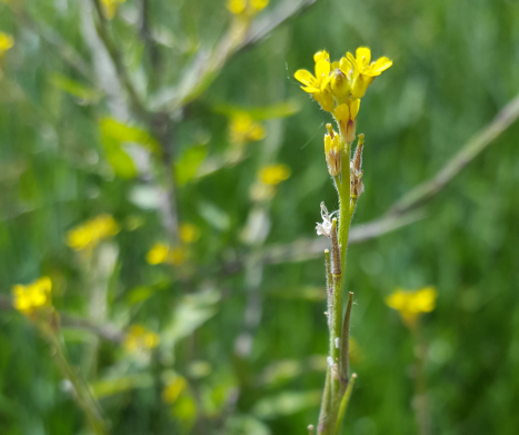 STULISZ LEKARSKI- śpiewacy to lubią! Leksykon ziół