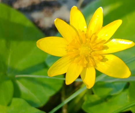 ZIARNOPŁON WIOSENNY (Ficaria verna) – zapomniane zioło na przednówek. Właściwości, zastosowanie i bezpieczeństwo. Leksykon ziół