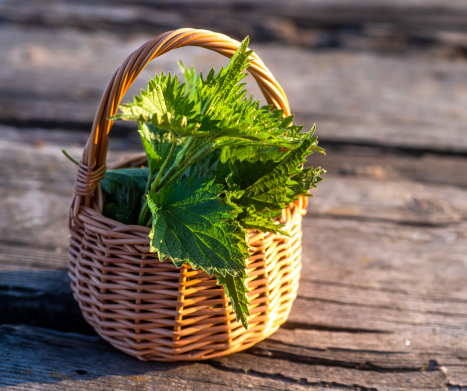 POKRZYWA ZWYCZAJNA (Urtica dioica): właściwości, zastosowanie i korzyści zdrowotne. Leksykon ziół