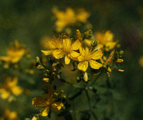 DZIURAWIEC  ZWYCZAJNY (Hypericum perforatum). Leksykon ziół