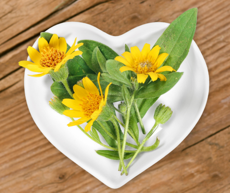 Zioła na stawy. Przewodnik po ziołach pomocnych przy schorzeniach stawów